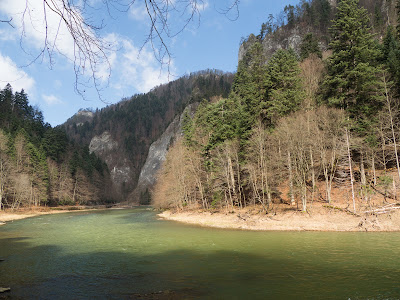 szczawnica, trasy turystyczne w Szczawnicy, przełom Dunajca, grzyby wiosenne, grzyby w kwietniu, czarki, uszaki, kisielnice, wiosenne kwiaty, bobry nad Dunajcem, szlak na granicy polsko-słowackiej