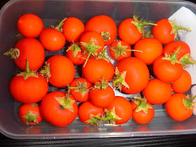 Cockroach Berry (Solanum capsicoides)