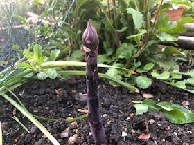 Purple asparagus spear waiting to be cut.