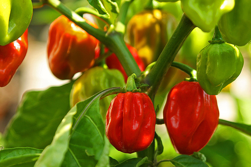 Red Savina Pepper