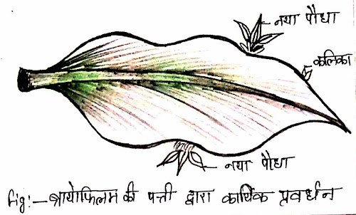 braofils-kya-hai-notes-in-hindi