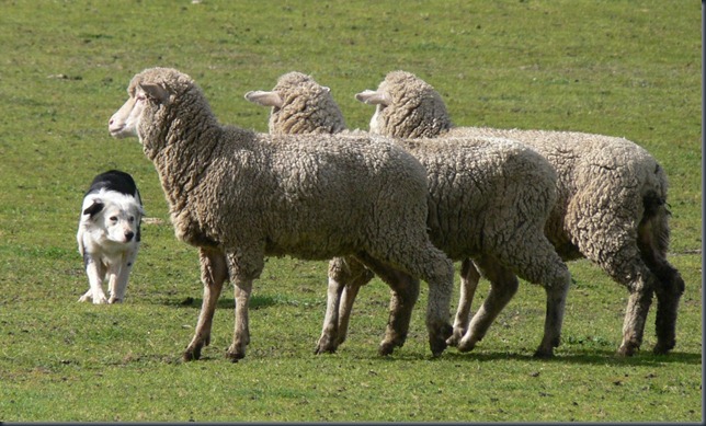 sox sheep sox sheep