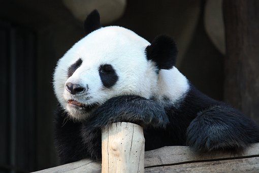 pandas terrible animal parents worse than you funny mom blog post by Mommy Cusses