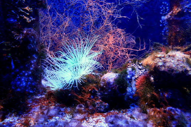 Musee Oceanographique de Monaco