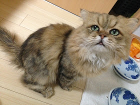The Disappointed Cat is your new favorite cat (10 pics), Foo-Chan pictures, the disappointed cat pictures, cute cat pics, funny cat photos