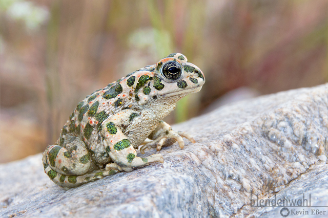 European Green Toad - Bufo viridis