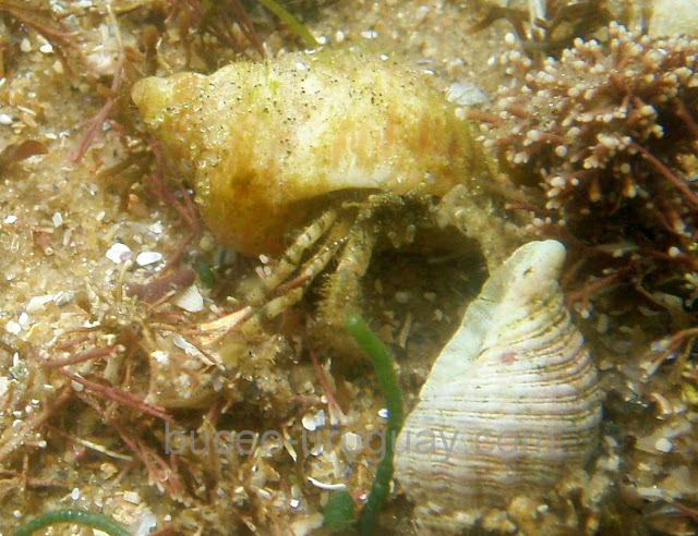 Fauna de Uruguay