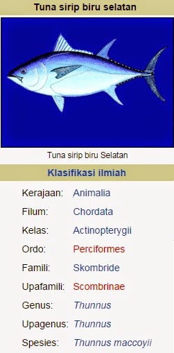  Ya siapa yang tidak kenal dengan ikan yang satu ini Begini Mengenal Jenis Ikan Tuna