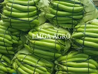 jual benih, terong, terung, terong hijau panjang, tanaman terong, toko pertanian, toko online, lmga agro