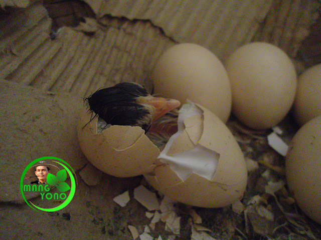  FOTO : Anak ayam keluar dari telur yang menetas