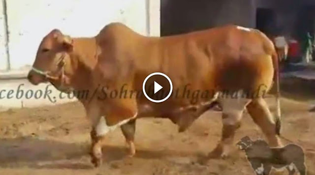  shah cattle farm 2013, shah cattle farm 2014,  cattle farming in pakistan, shah cattle farm 2014, shah cattle farm 2014 video, shah cattle farm 2014 dailymotion, shah cattle farm 2014 facebook, shah cattle farm 2014 pics, shah cattle farm 2014 cows, Shah Cattle Farm