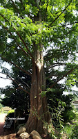 Dawn redwood, Elizabeth Park - West Hartford, CT