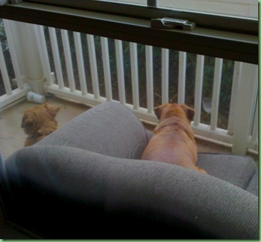 dogs porch