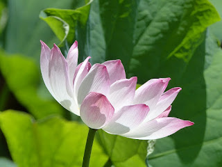 Nelumbo nucifera - Lotus sacré - Lotus d'Orient