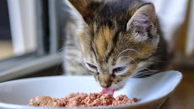 Comida para gatitos: así alimentas correctamente a tu gatito