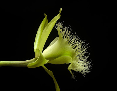 Ринхолелия Дигби / Брассавола Дигби (Rhyncholaelia digbyana, =Brassavola digbyana)