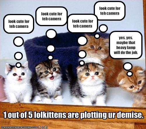 funny pictures one kitten plots your demise