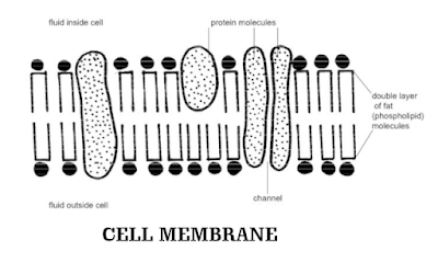 Class 9 - Biology - Cell: Fundamental Unit Of Life - Cell Membrane - Structure and Functions (#cbsenotes)(#eduvictors)