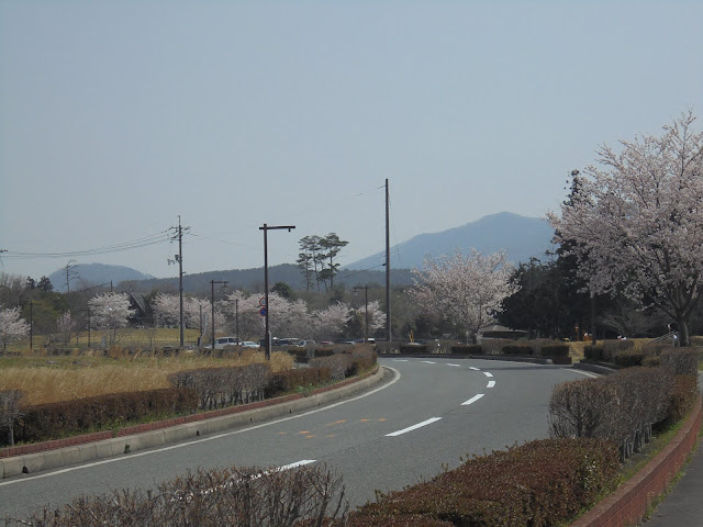 伯耆町総合スポーツ公園のソメイヨシノ桜