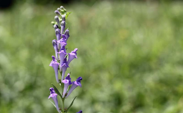 Baikal Skullcap Flowers Pictures