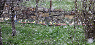 Flowers through the snow