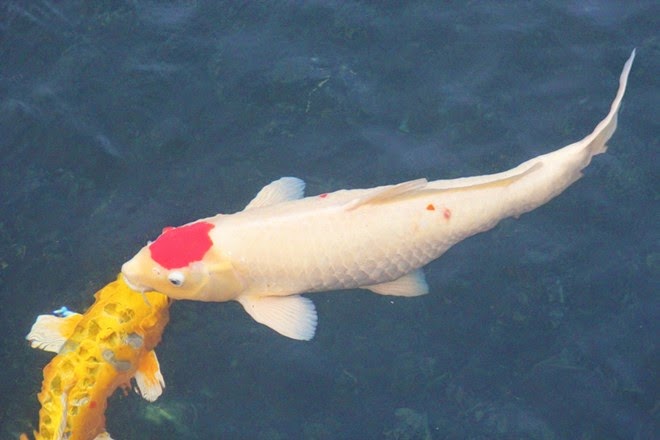 japanese koi carp images | Photos-Animals-Pets.BlogSpot.com
