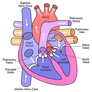 heart 