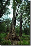 ancient forest