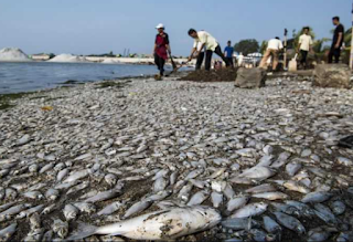 Fenomena Banyaknya Ikan Yang Mati Di Pantai Ancol.