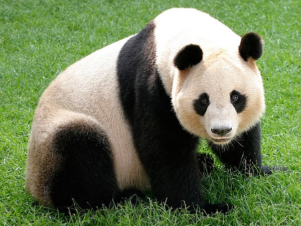 Giant Panda Bear HD Wallpapers