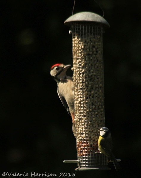 juv-woodpecker
