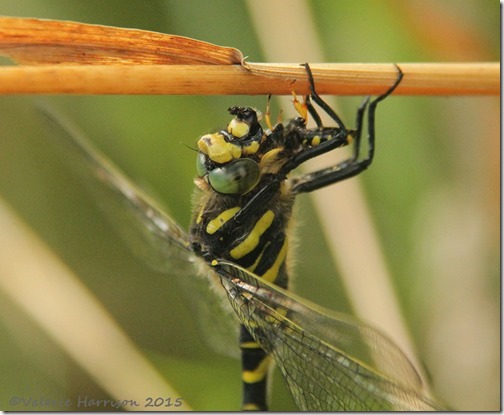 3-Golden-ringed-Dragonfly