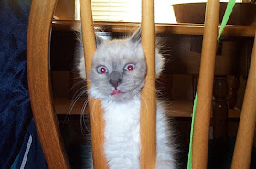 cat with funny face, funny cat photos