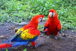 Macaw Parrot Wallpaper