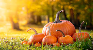 pumpkin