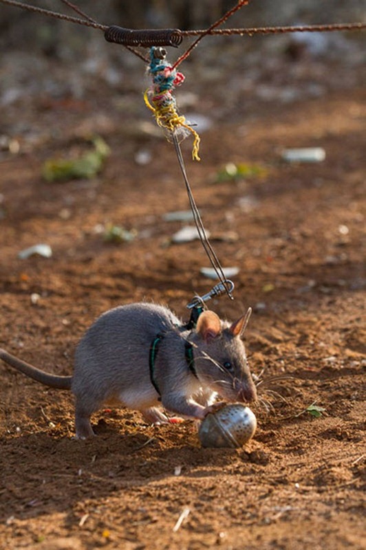 herorats (3)
