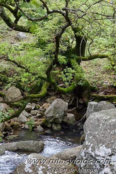 El Bujeo - Pista de la Algamasilla - Puerto de la Higuera - Río Guadalmesí