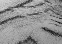 drawing whiskers