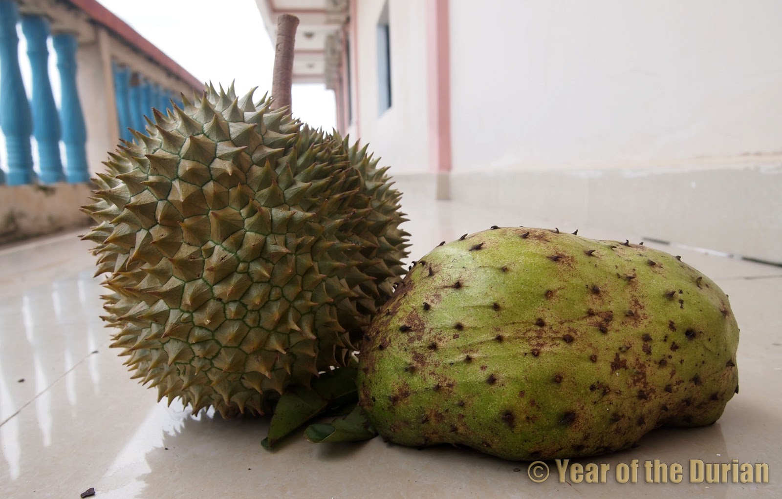 Durian Belanda 