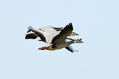 Bar-headed Geese photographed by Rodrick Rajive Lal at the Basai Wetland, Gurgaon