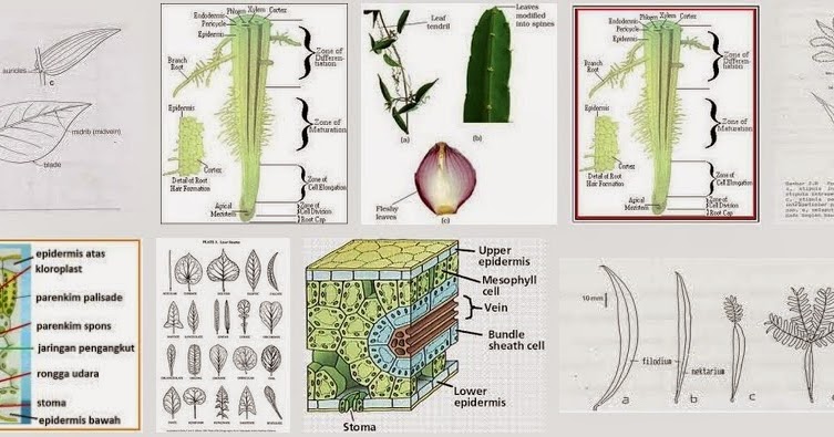 Modifikasi Daun Tumbuhan dan Fungsinya  Dunia Tumbuhan