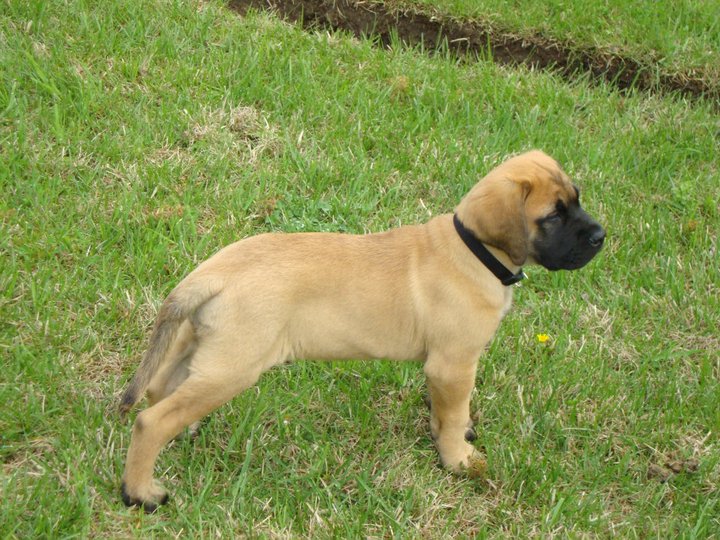 Mastiff Blog: Tips and Methods to House Training Your Mastiff Puppy