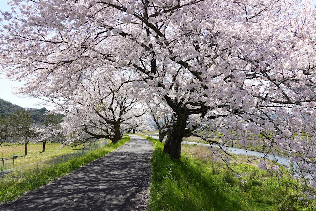 法勝寺川桜並木道　ソメイヨシノ桜