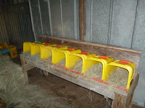 Homesteading Project - DIY Chicken Nesting Boxes Using Kitty Litter ...