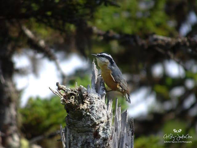 Red-breasted Nuthatch Photo