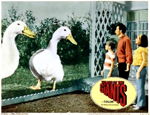 Lobby card - The giant ducks from Village of the Giants (1965)