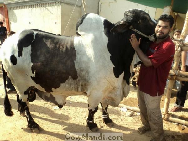 Bakra Eid,Qurbani Cow Sacrifice,Camel Slaughter 2013 