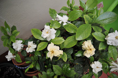 Gardenia plant care and culture