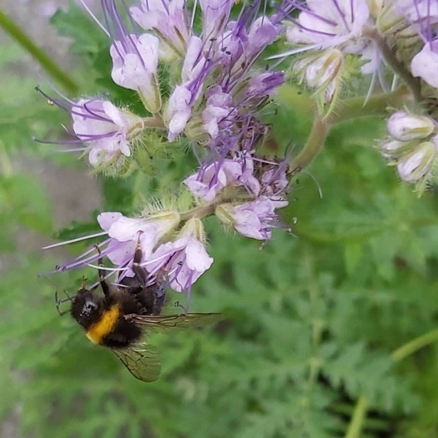 In mijn tuintjes: over mijn problematische achtertuin en de bloemen in  juni  2020