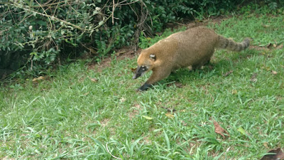 coatimundi searches for food. 